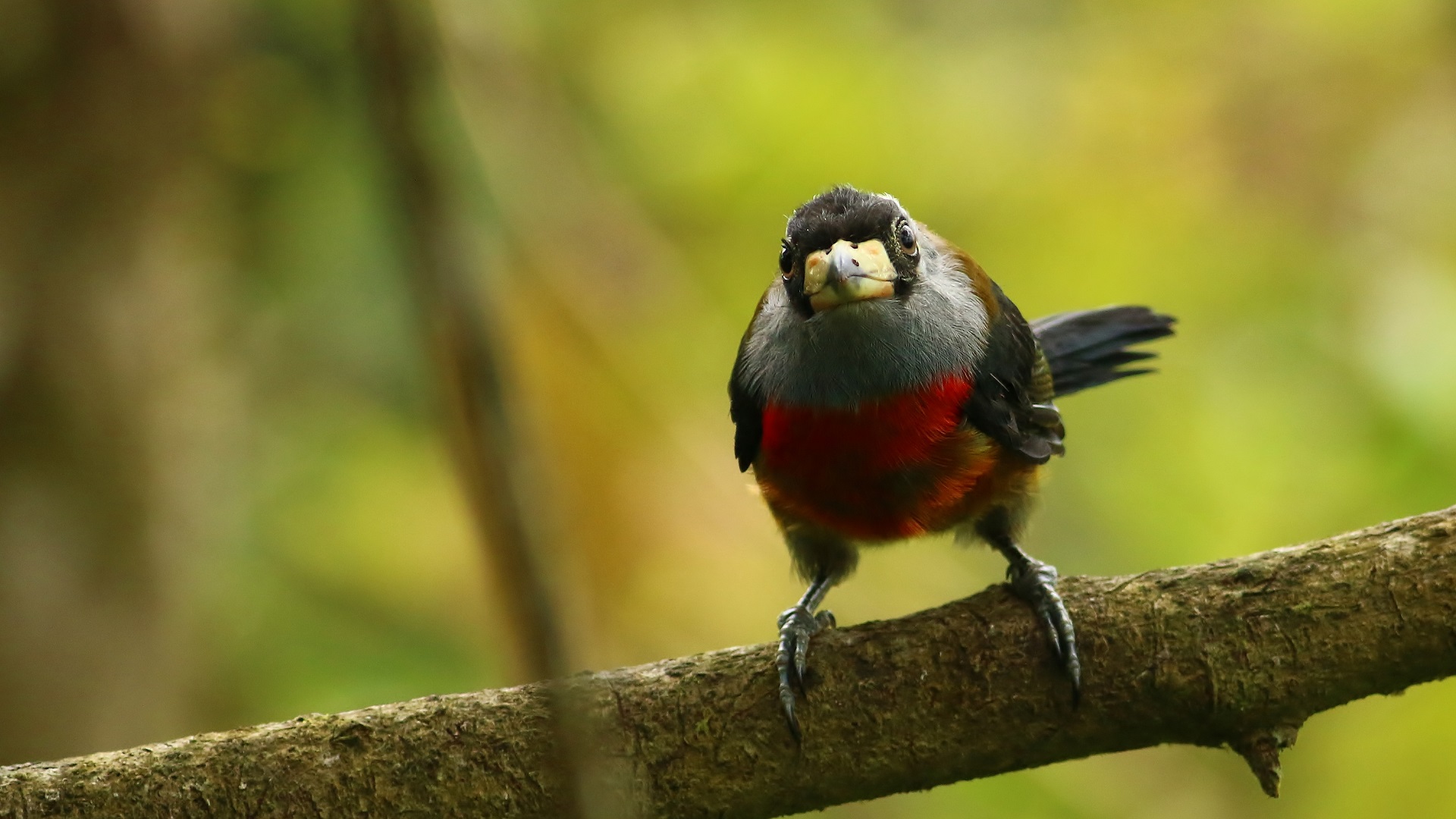 Toucan Barbet — Ana fotoğraf